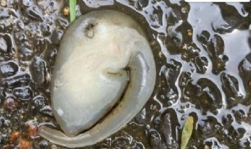 ¿Un alien? La extrañísima criatura que encontraron en plena calle de Australia
