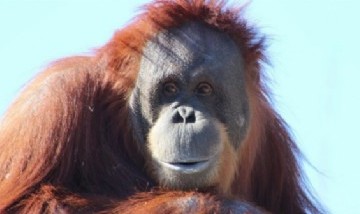 Pongo, el orangután que perdió su hábitat por la acción humana y busca un nuevo hogar