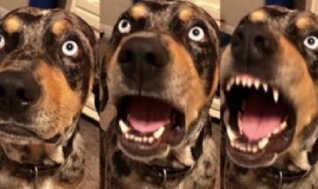 Viral: perro gruñón que no permite que sus dueños lo regañen causa furor