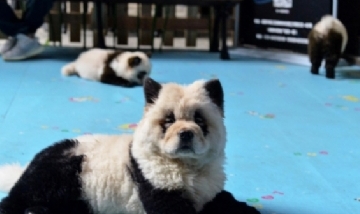Pintan perros para que parezcan osos pandas