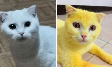 Intentó curar una infección de su gato con cúrcuma y el resultado se volvió viral