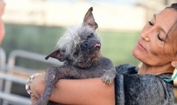 "Señor cara feliz", el ganador del concurso al perro más feo del mundo en 2022