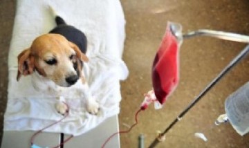 La ciudad de Rosario ya tiene el primer banco de sangre para perros y gatos
