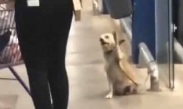 Un tierno perrito saluda a la salida del supermercado mientras espera a sus dueños