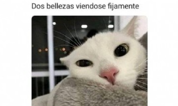 @amorlibreymemes