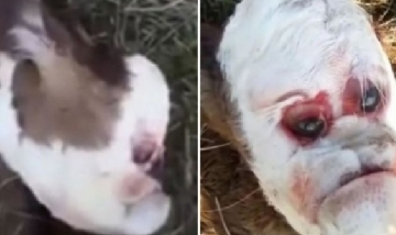 Santa Fe: Ternero nació con un rostro parecido al de un humano