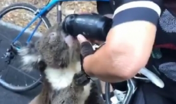 Koala deshidratado alcanzó a un ciclista y se tomó toda el agua de su botella