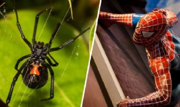 Tres niños bolivianos se dejaron picar por una "viuda negra" para convertirse en Spider-Man