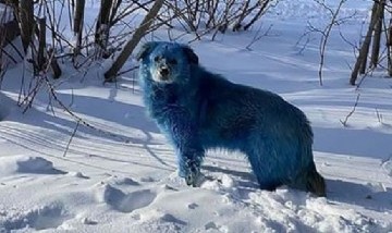 Misterio en Rusia: aparecieron perros azules y nadie puede explicar por qué