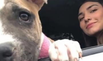 México: Una perra murió de tristeza tras el fallecimiento de la joven que la adoptó