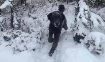 ¿Hombre o perro? La ilusión óptica que está causando revuelo en las redes