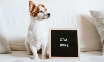 Mascotas: ¿Sabes qué siente tu perro cuando se queda solo en casa?