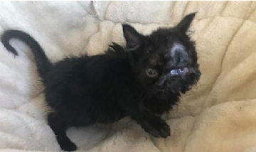 Nació otro gatito con dos caras