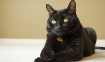 Un gato dio positivo de coronavirus en España y falleció