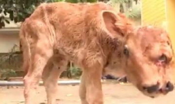 Polémica por una granja que exhibe un ternero de dos cabezas
