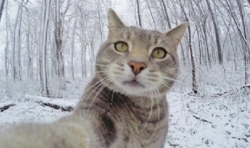 Día Mundial del Gato: ¿Por qué se celebra hoy?