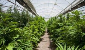 Kulfas presentó el proyecto de ley para impulsar las industrias del cannabis medicinal y el cáñamo