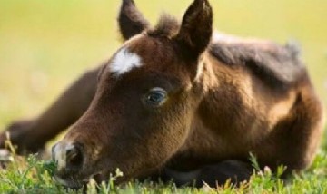 Argentina: nacieron los primeros potrillos por fecundación in vitro de óvulos criopreservados