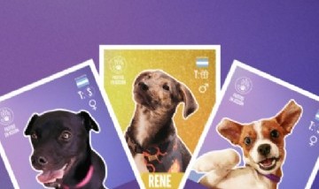 El álbum del Mundial en versión perritos: la iniciativa de una ONG para fomentar la adopción