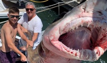 Polémica y alerta en Punta del Este: pescaron otro tiburón de una especie amenazada