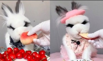 El conejo que logró más de 800 mil seguidores por el ruido que hace cuando mastica