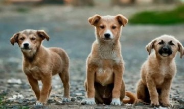 Día Mundial del Perro Callejero: Una fecha para concientizar y fomentar la adopción