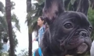 Devolvieron al bulldog francés que se robaron en Almagro y que vendieron en el barrio 31