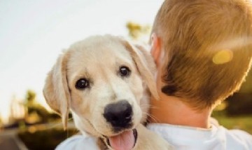 Felicidades a todos los amigos caninos: Hoy se celebra el Día Mundial del Perro