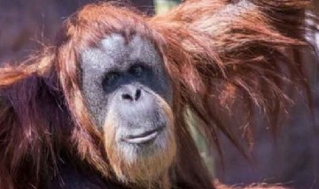 Murió Inji, la orangután más longeva del mundo, en el zoológico de Oregón