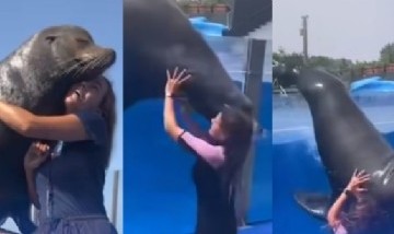Impactante: Una foca salió de su tanque y se cayó sobre su cuidadora en plena función