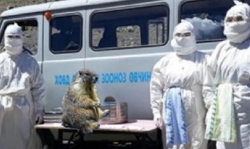 Un chico de 15 años falleció por peste bubónica tras haber cazado y comido una marmota