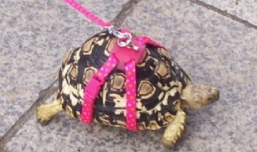 ¡Que no se le escape! Una señora fue multada por salir para pasear su tortuga