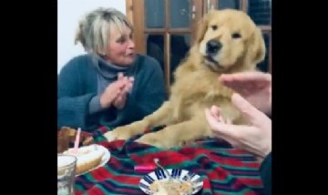 Una perra se puso muy feliz por su cumpleaños y rápidamente se viralizó en las redes