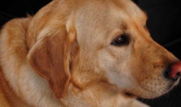 Hombre enfermo de cáncer y su perrito mueren con una hora de diferencia