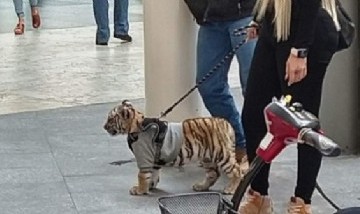 Una mujer en México sacó a pasear un tigre por un centro comercial