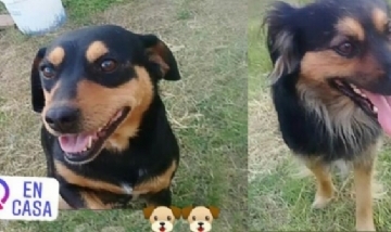 Las mascotas de Gena, desde Alcira Gigena, Córdoba.