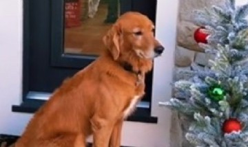 El verdadero quien pudiera: Mirá la increíble casa de dos pisos de un perro