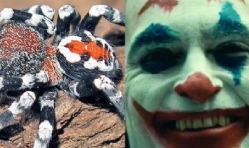 Bautizaron a una especie de arañas "Joaquin Pheonix" por sus particulares colores