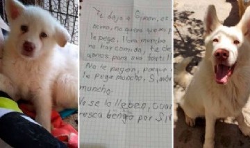 Así está Simón, el perro que un nene dejó en un albergue porque no quería que su papá le pegara