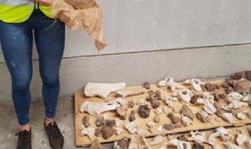 Simulaban hacer una mudanza, pero estaban contrabandeando piezas de fósiles de dinosaurios