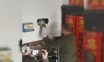 Video: Un perrito se asustó por fuegos artificiales, atravesó una pared y tuvieron que rescatarlo