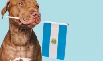 8 de cada 10 argentinos tienen una mascota y la mayoría ya la considera parte de su familia