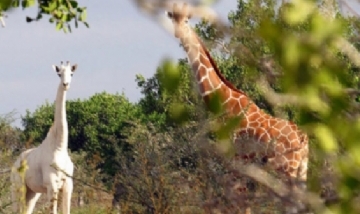 Cazadores asesinaron el último ejemplar vivo de jirafa blanca de Kenia