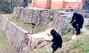Policías se disfrazaron de osos para ahuyentar a una manada de monos