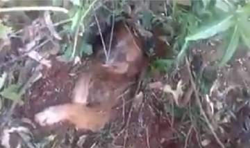 Un perro que fue enterrado vivo se recupera gracias al rescate de dos jóvenes