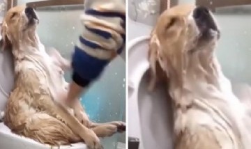 Video: Mirá al perro que se relaja mientras lo bañan y es furor en las redes