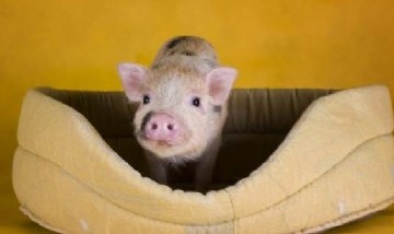 Un hombre salió a pasear con su chancho por Palermo Soho y sorprendió a quienes lo vieron