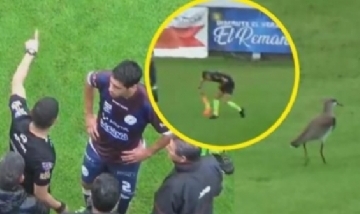 Ataque de teros demoró un partido