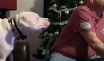 Perro enojado porque su dueño lo ignora causó furor en las redes