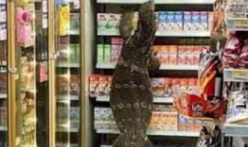 Terror en el supermercado: se metió un lagarto de dos metros y atemorizó a todos
